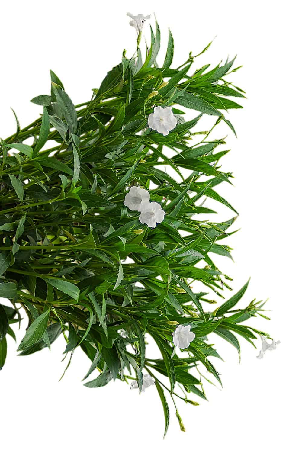 White Ruellia (Mexican Petunia) for Sale | Large 3-Gallon Plants