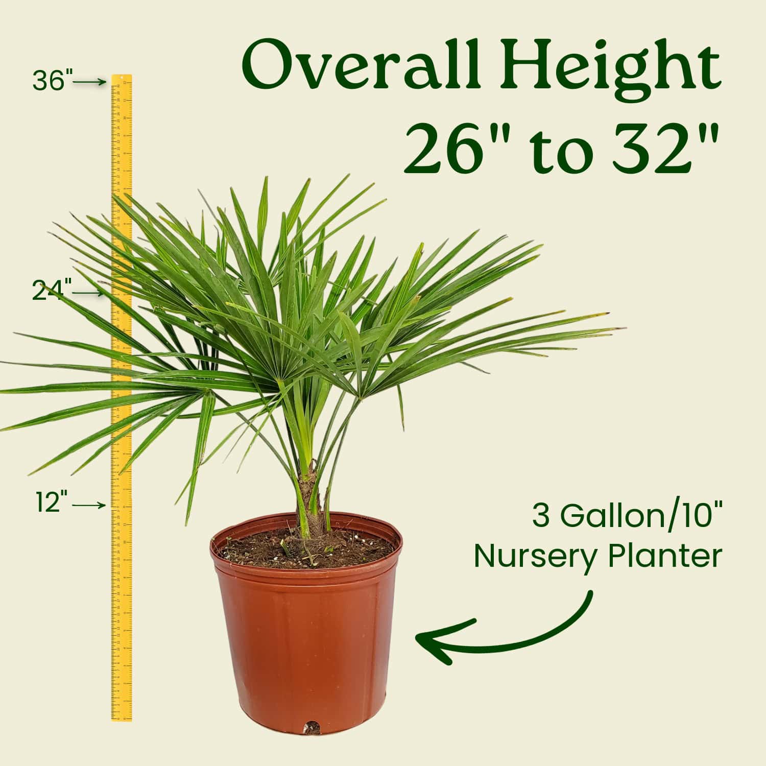 Windmill Palm Tree for Sale | Cold Hardy Trachycarpus fortunei
