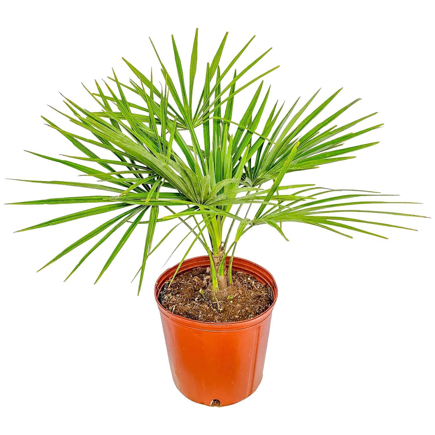 Windmill Palm Tree for Sale | Cold Hardy Trachycarpus fortunei
