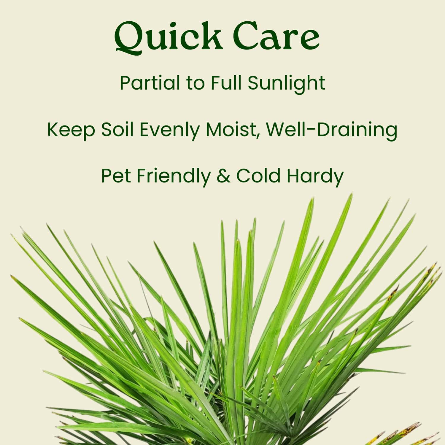 windmill palm planting instructions Windmill Palm Tree for Sale