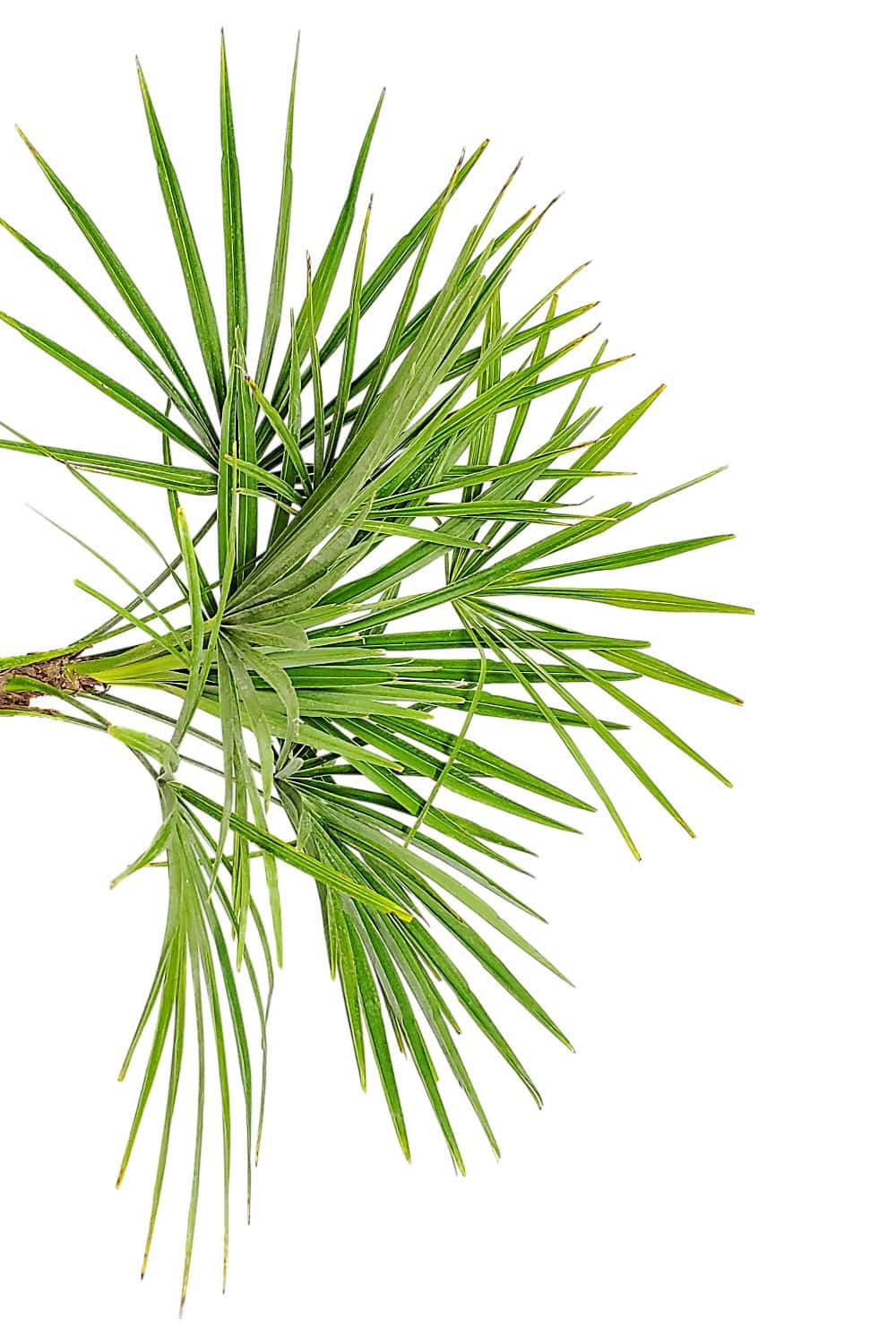Windmill Palm Tree for Sale | Cold Hardy Trachycarpus fortunei