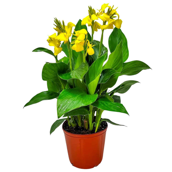 Yellow Canna Lily
