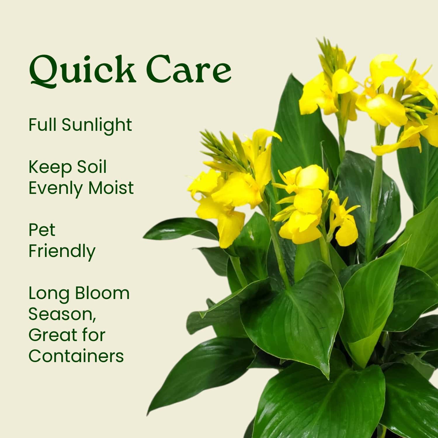 yellow lily flower care Yellow Canna Lily for Sale