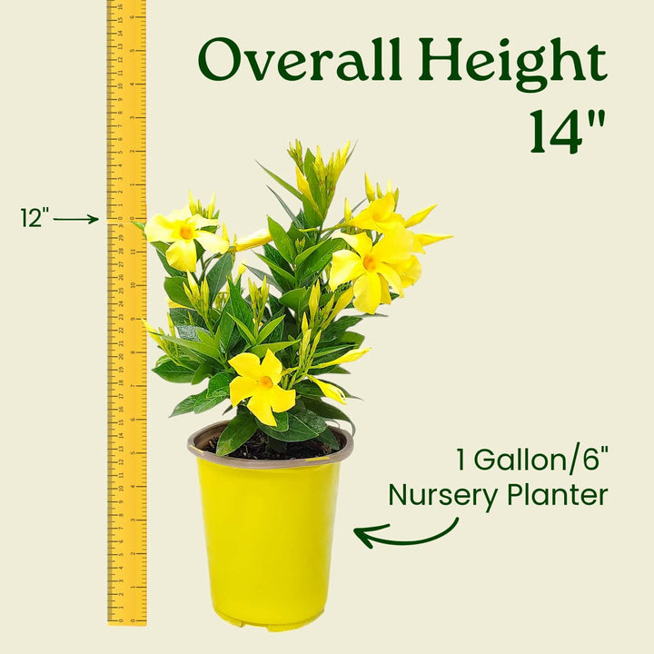 Potted plant with yellow flowers next to a ruler indicating its height and container size. #size_1-gallon