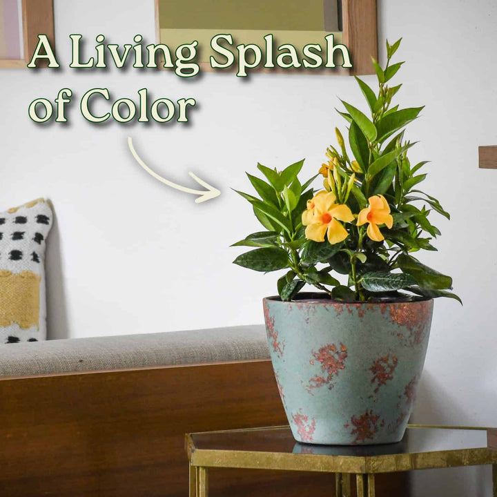 Potted plant with yellow flowers on a table in a living room setting #size_1-gallon