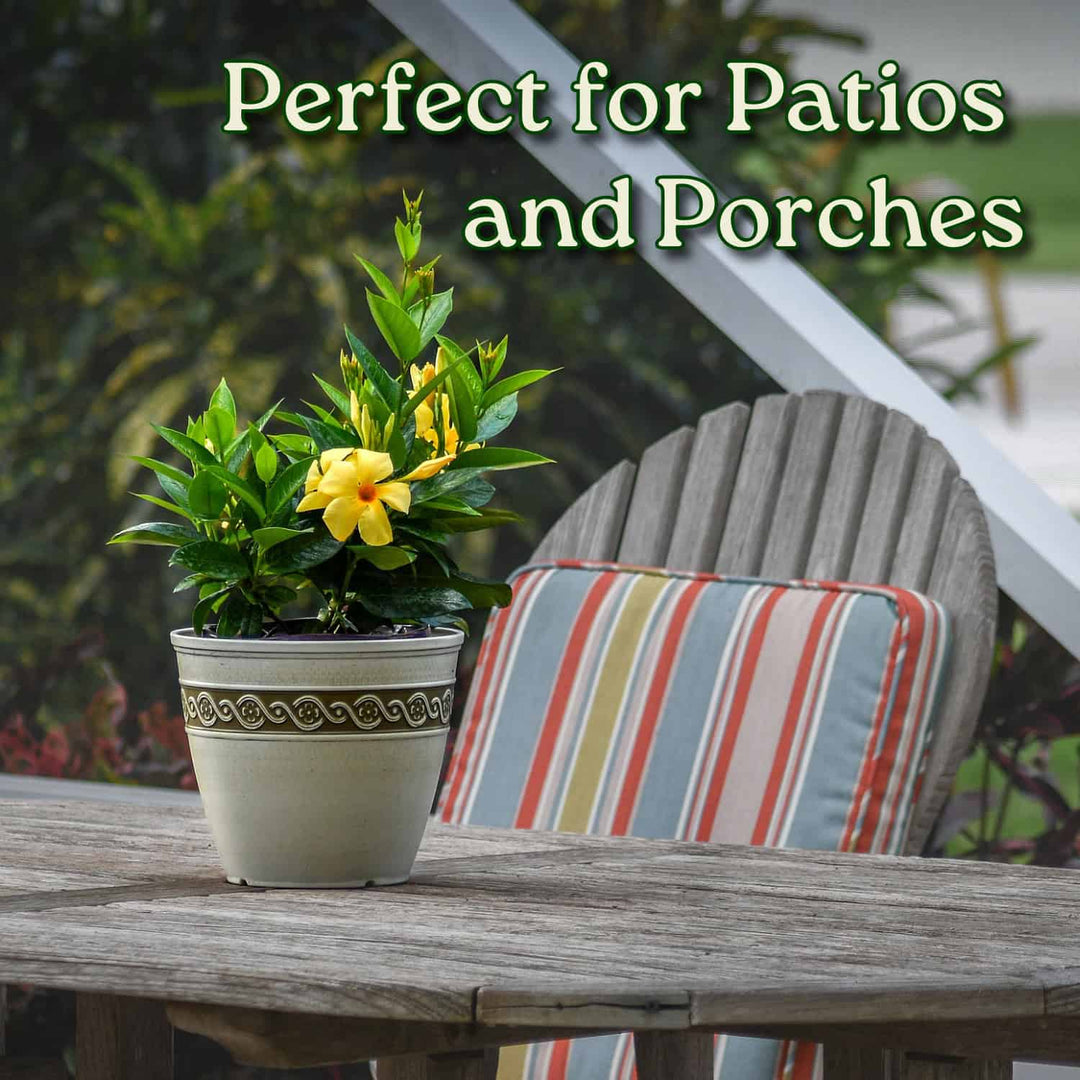 Potted plant on a patio table with a striped cushion, text 'Perfect for Patios and Porches' above. #size_1-gallon