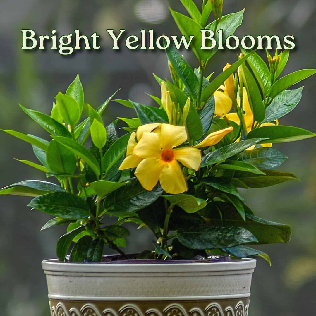 Potted plant with bright yellow flowers and green leaves on a blurred background #size_1-gallon