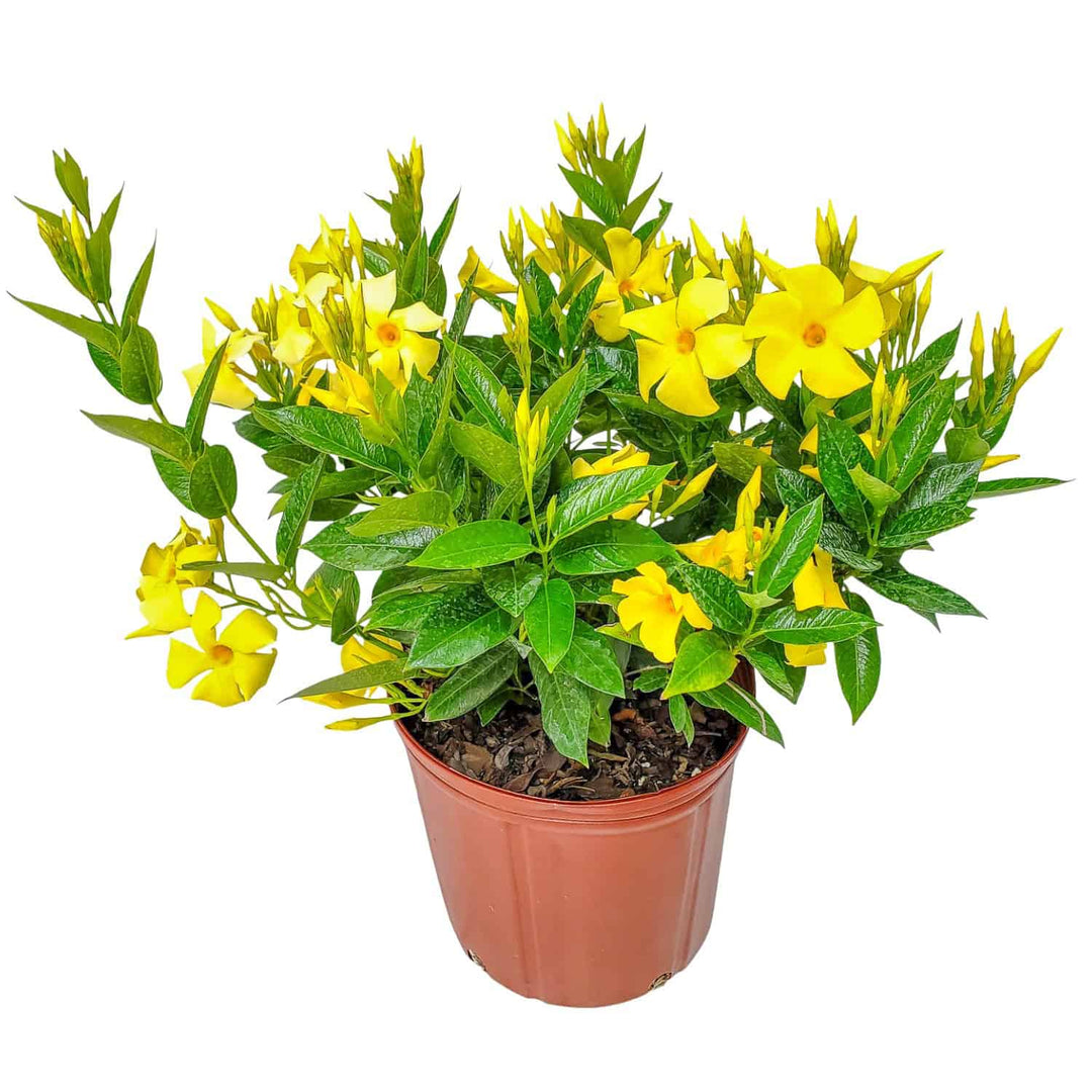 yellow dipladenia bush for sale
#size_3-gallon