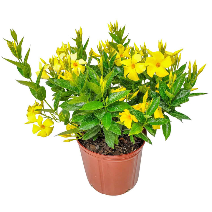 yellow dipladenia bush for sale
#size_3-gallon