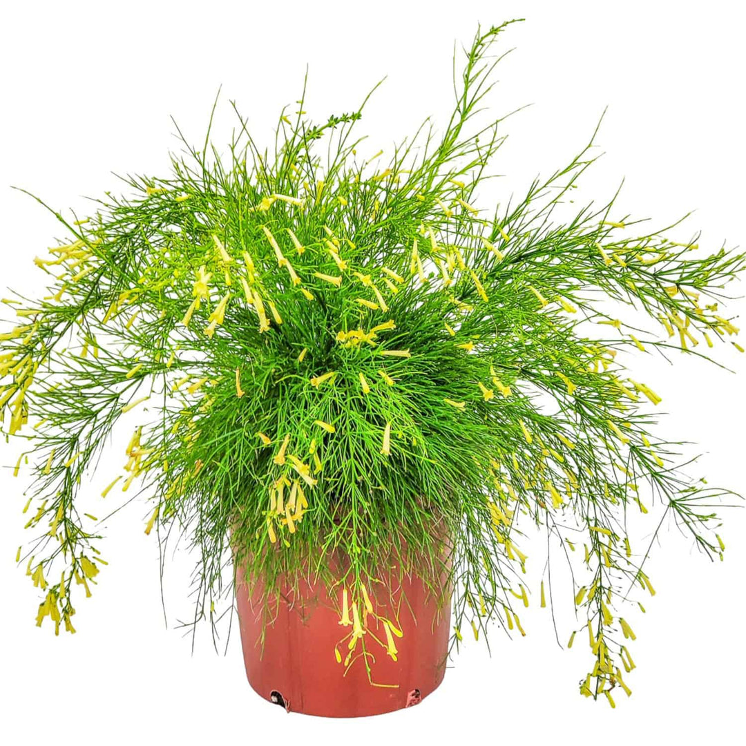 Yellow Firecracker Bush