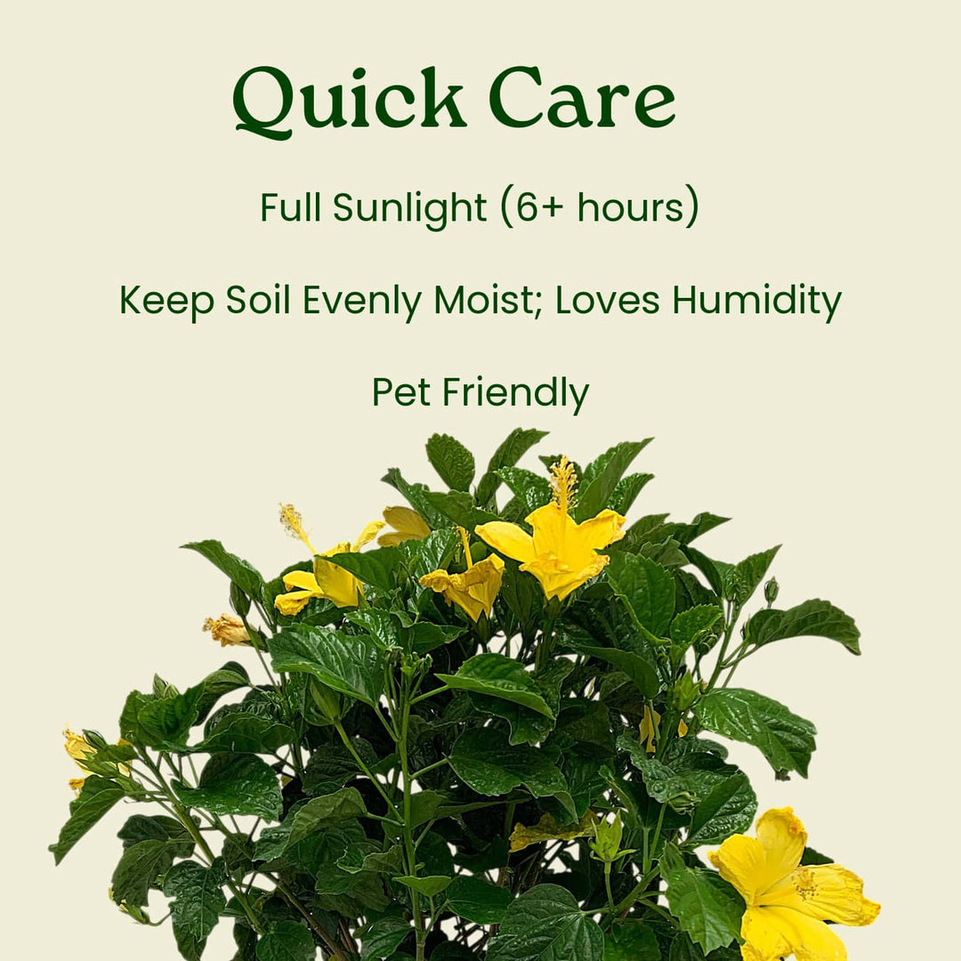 Plant with yellow flowers and green leaves on a beige background with text about plant care. #size_3-gallon