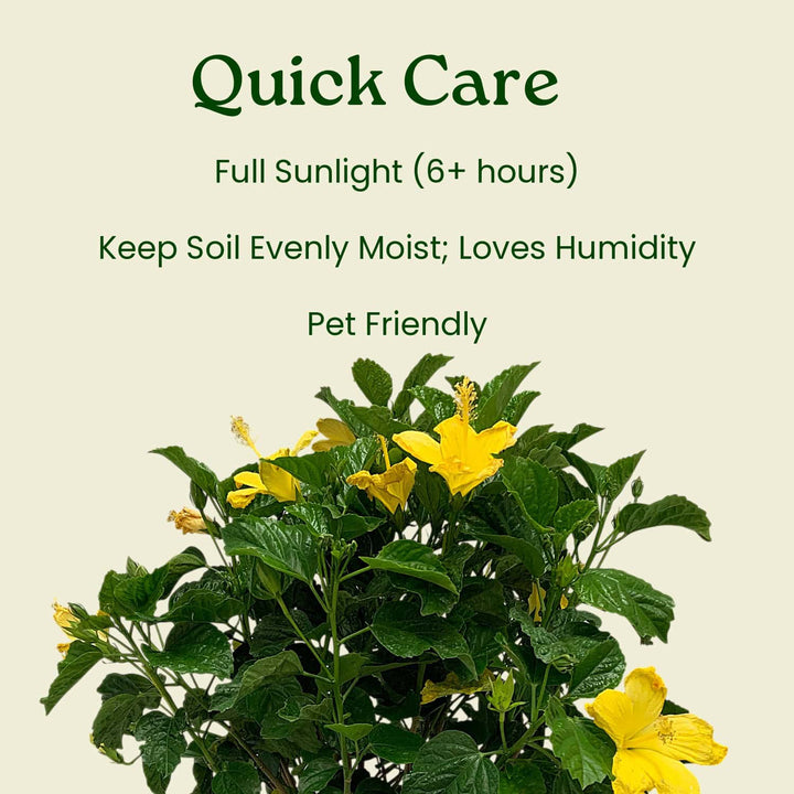 Plant with yellow flowers and green leaves on a beige background with text about plant care. #size_1-gallon