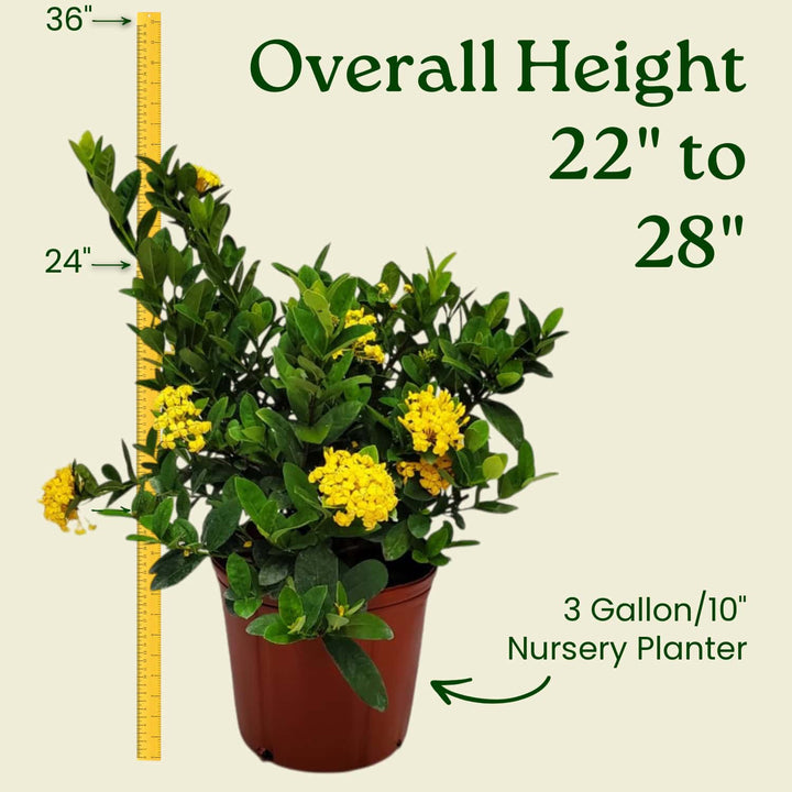 Yellow Ixora Maui Bush