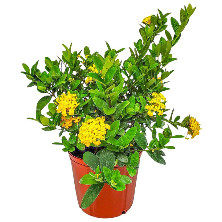 Yellow Ixora Maui Bush