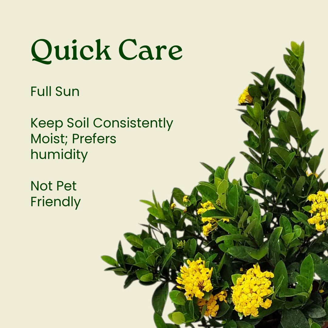 Yellow Ixora Maui Bush