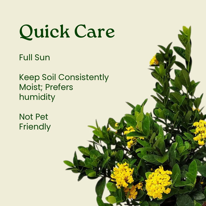 Yellow Ixora Maui Bush