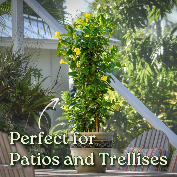 Yellow Mandevilla Vine