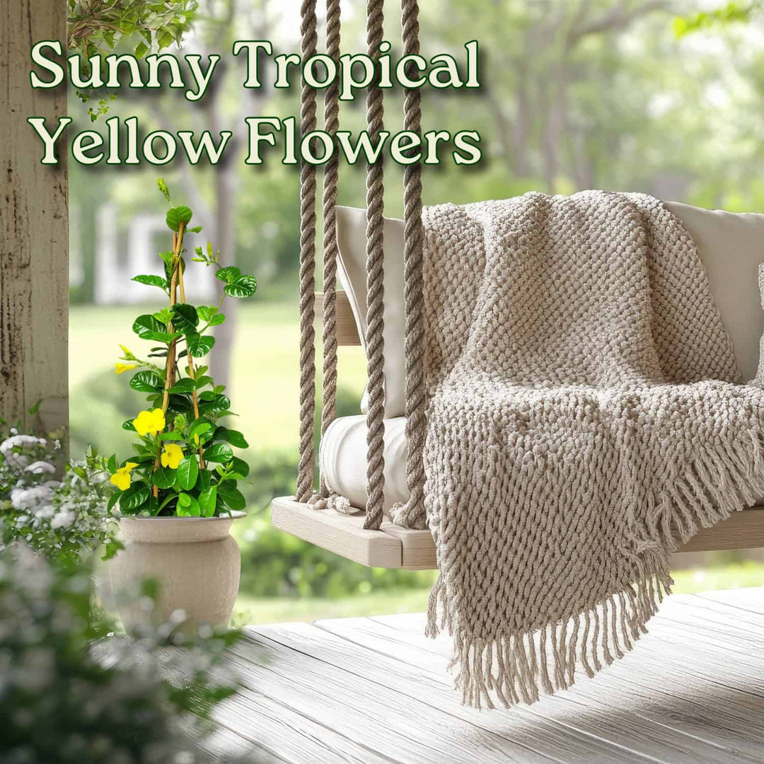 Yellow Mandevilla Vine