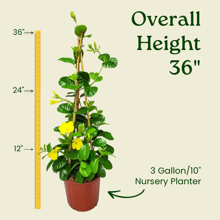 Yellow Mandevilla Vine