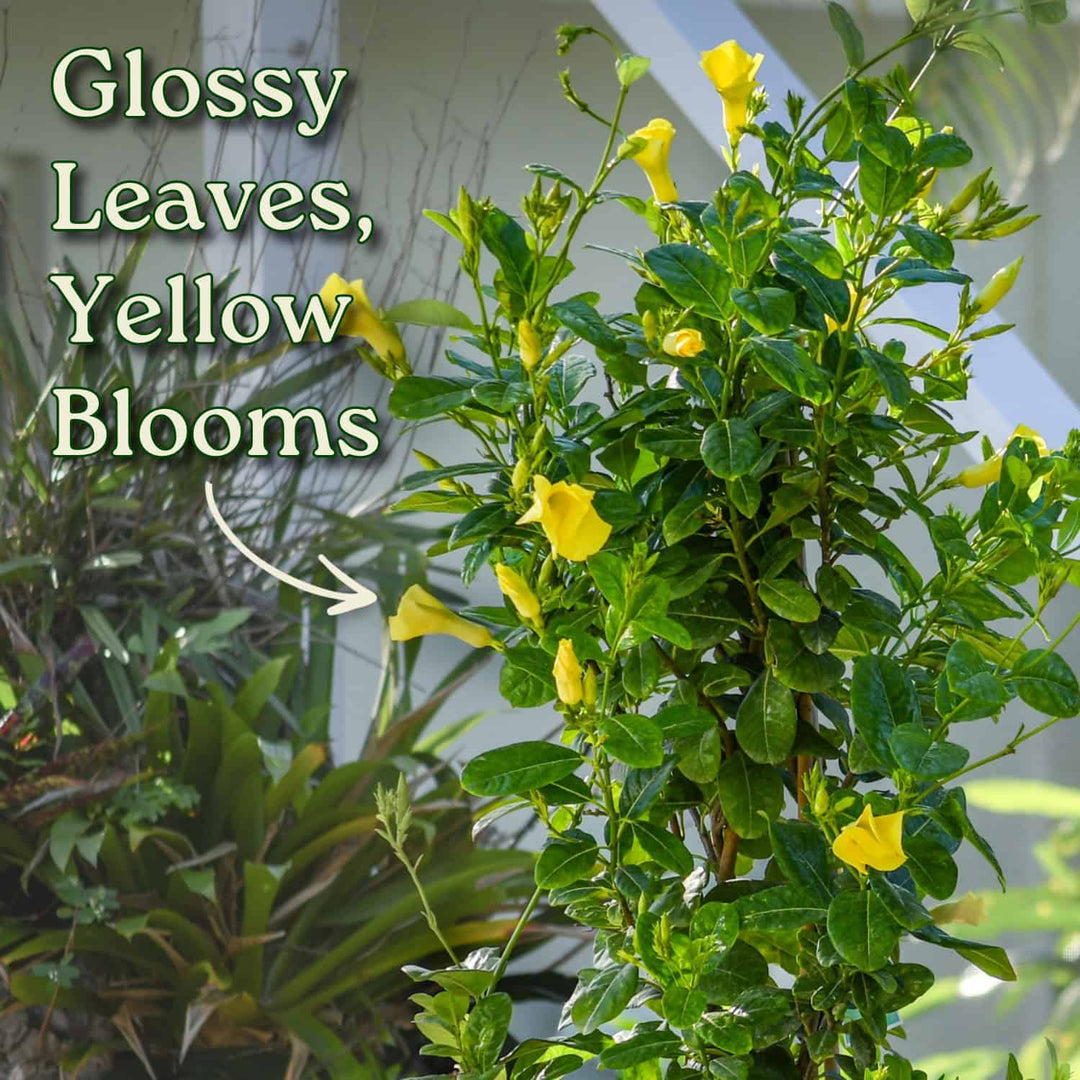 Yellow Mandevilla Vine