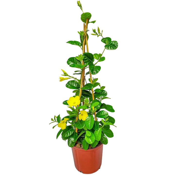 Yellow Mandevilla Vine
