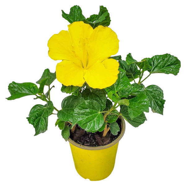 yellow-tropical-hibiscus-bush-