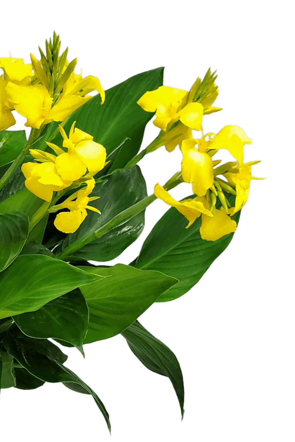 canna lily yellow flower Yellow Canna Lily for Sale