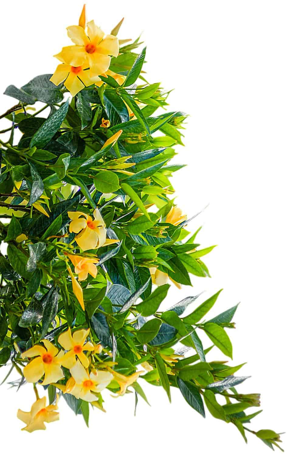 yellow hanging plants Yellow Dipladenia Hanging Basket for Sale – Tropical Plants of Florida