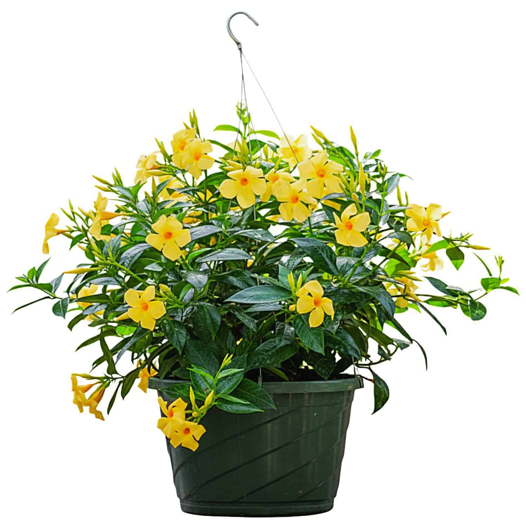 yellow hanging basket plants Yellow Dipladenia Hanging Basket for Sale – Tropical Plants of Florida