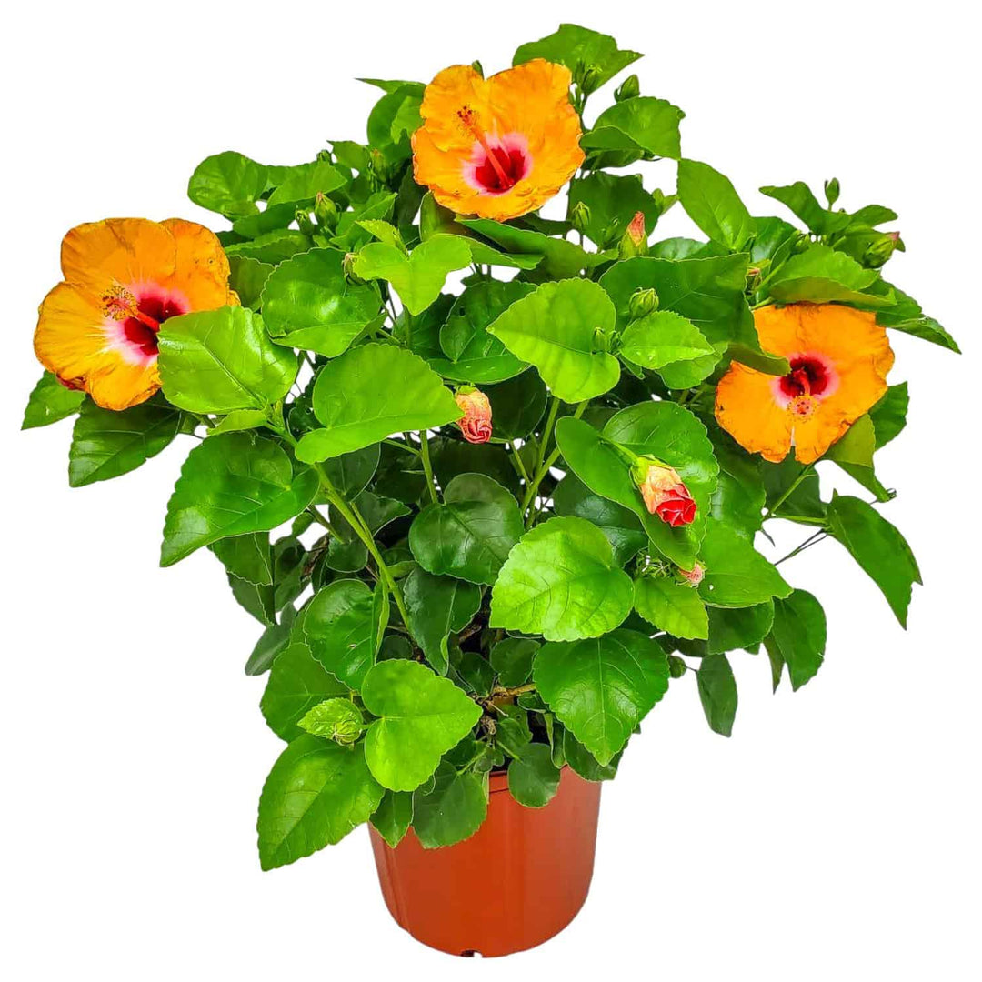 yoder orange hibiscus bush for sale #size_3-gallon