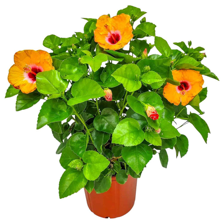 yoder orange hibiscus bush for sale #size_3-gallon