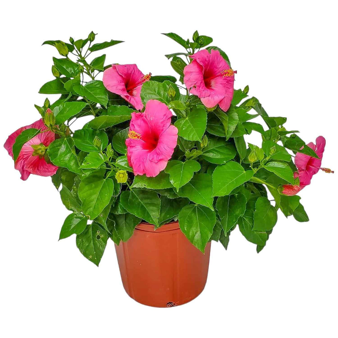 yoder pink hibiscus bush for sale #size_3-gallon