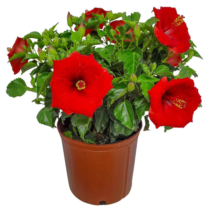 yoder red hibiscus bush for sale #size_3-gallon