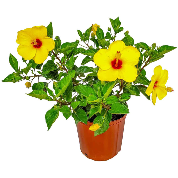 yoder yellow hibiscus bush for sale #size_3-gallon