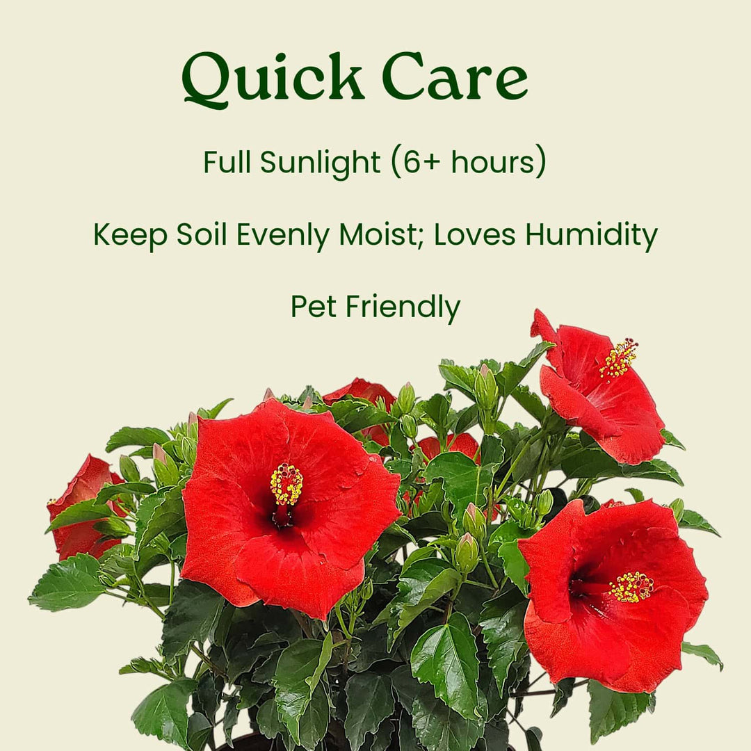 Red flowers with care instructions on a beige background #size_1-gallon