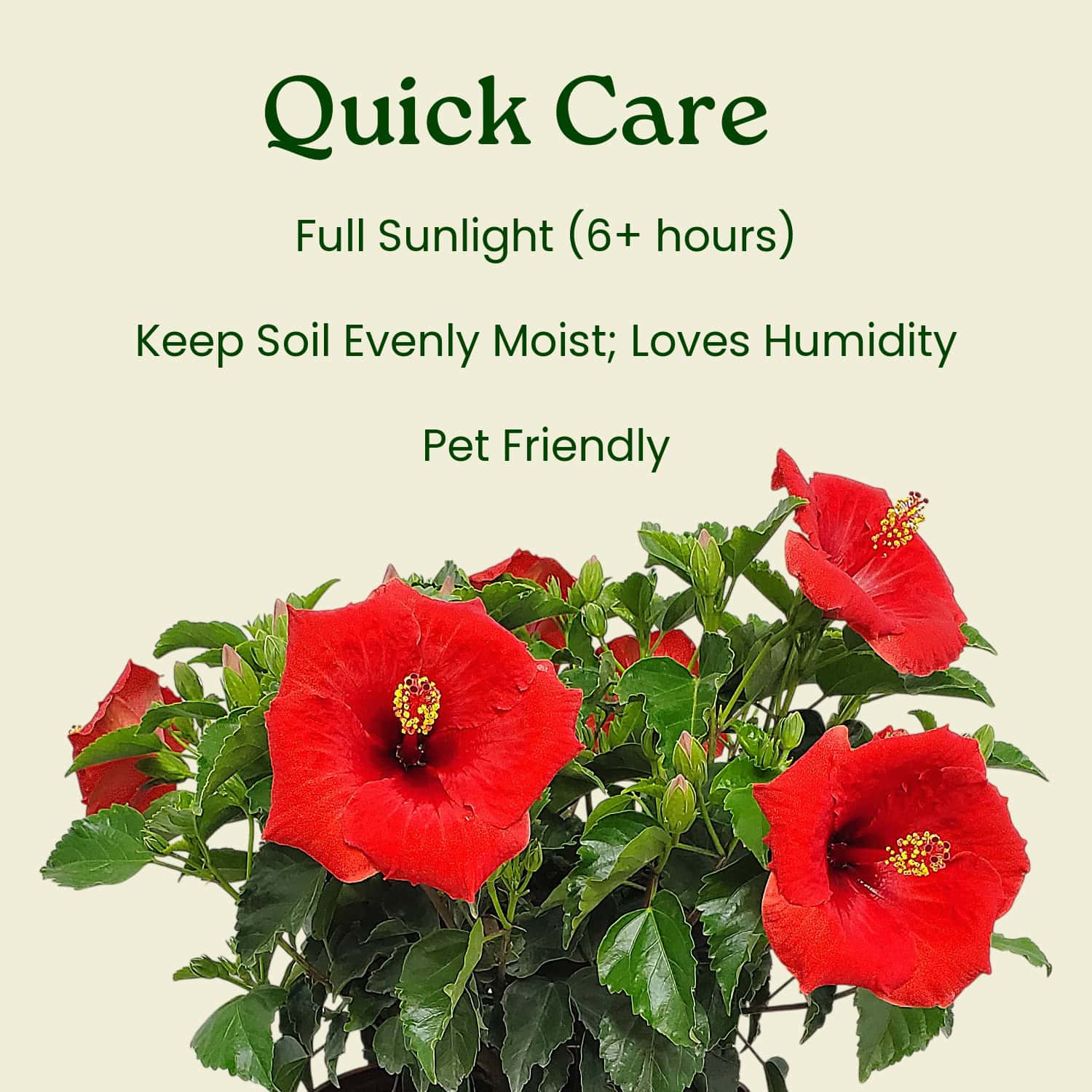 Yoder Dwarf Red Hibiscus Bush for Sale | Buy Red Hibiscus Plants