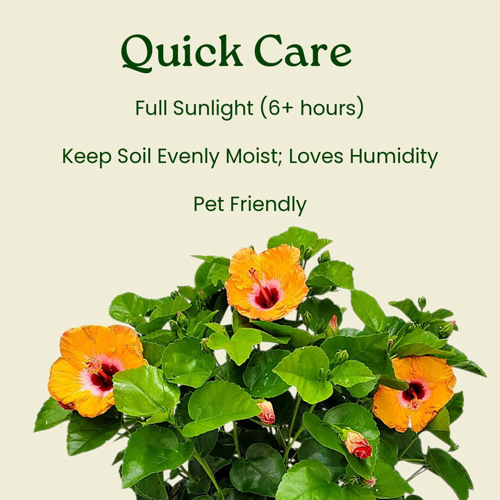 Orange flowers with green leaves on a light beige background, featuring text about plant care. #size_1-gallon