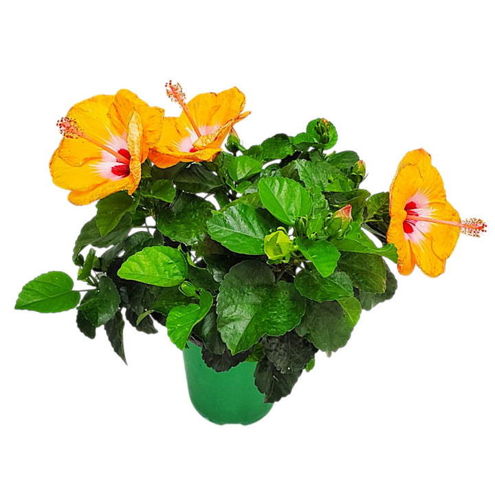 yoder orange hibiscus plant for sale #size_1-gallon