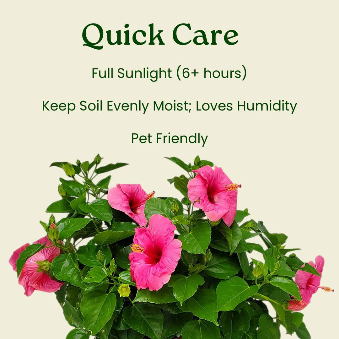 Pink flowering plant with care instructions on a beige background #size_1-gallon