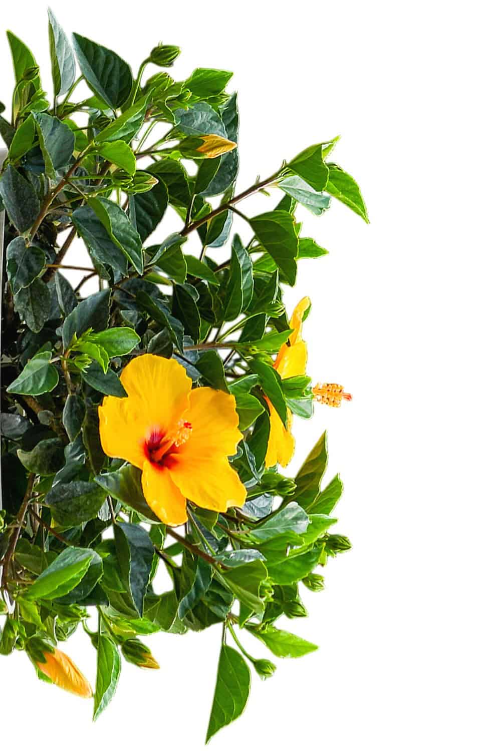 double yellow flower live hibiscus potted plant Yoder Dwarf Yellow Hibiscus Bush for Sale