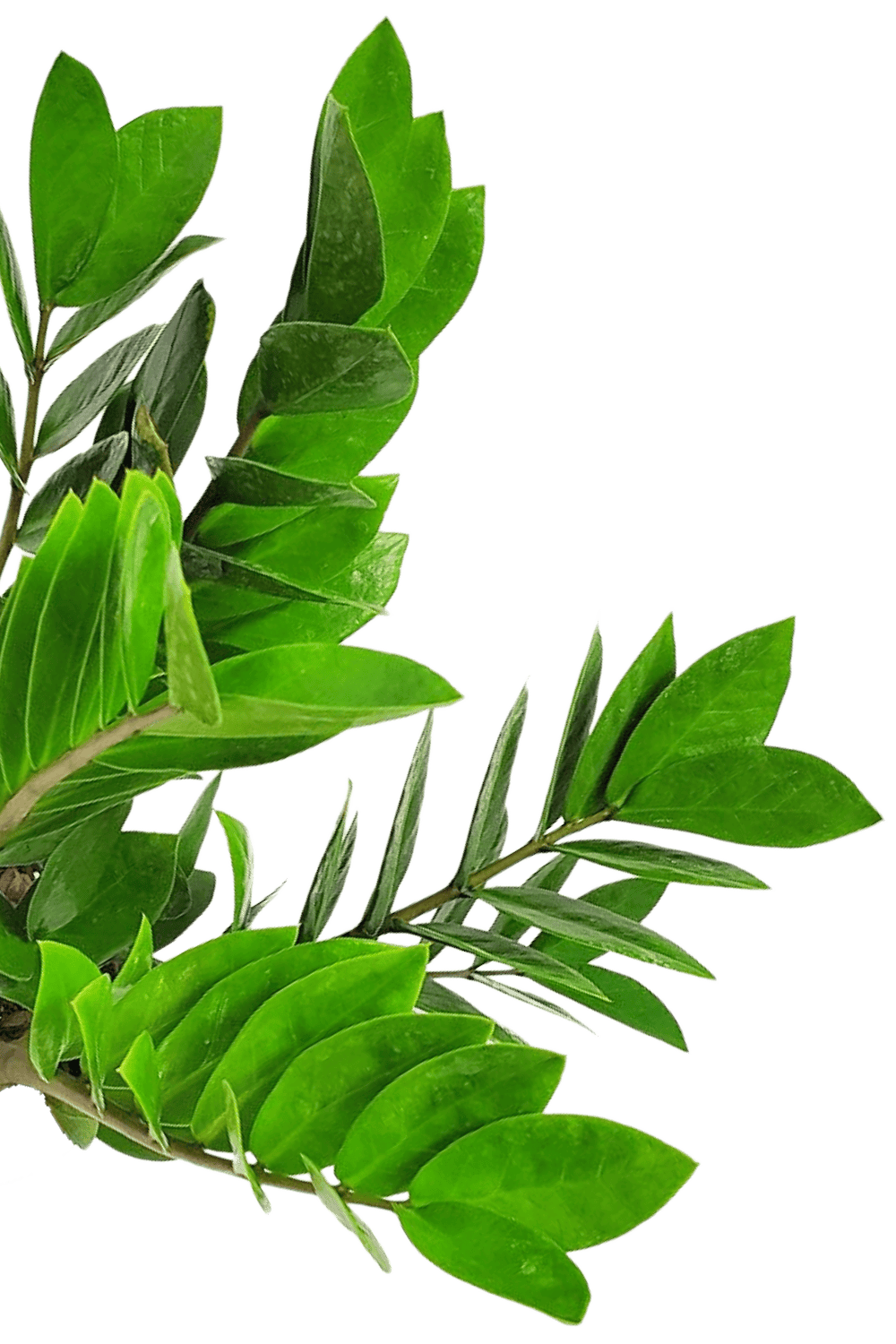 zz plant outdoors summer ZZ Plant for Sale