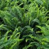 Kimberly Queen Fern - Image 2
