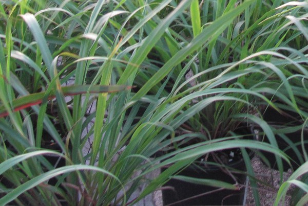 lemongrass plant care guide