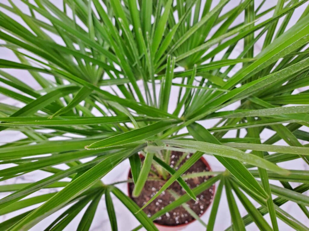 european fan palm plant care guide