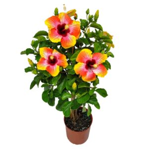 Braided Fiesta Hibiscus Tree