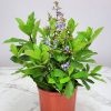 Blue Butterfly Bush