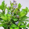Blue Butterfly Bush