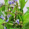 Blue Butterfly Bush