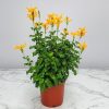 Cape Honeysuckle Bush