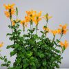 Cape Honeysuckle Bush